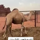قعودين للبيع