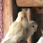 جوز روز