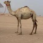 بكره مفروده تروح حقه بنت شاهين والام ناقه حره