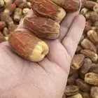 صقعي فاخر