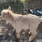 ماعز قزم جفرة ( تم البيع )