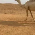 خلفه وظروبه لبيع