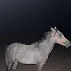 للبيع مهر شعبي