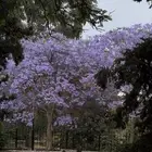 مطلوب استراحه اجار سنوي في محايل