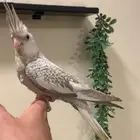 كروان هولندي فايلوت اليف جد ا نشبه (لون مميز ونادر نسبيا )