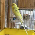 جوزين بادجي تركيب جديد للبيع