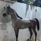 ايوا خيل