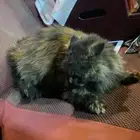 قطه شيرازيه للبيع