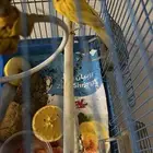 طير كناري للبيع