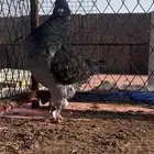 ذكر كنق