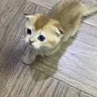 قطط كيتن سكواتش فولد ستريت