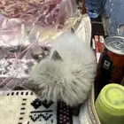 قطط صغيره للبيع