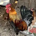 دجاج ترثه فري