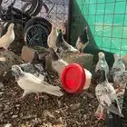 حمام باكستاني تيدي