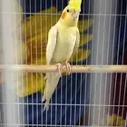 طير كروان لاتينو