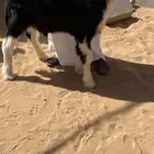 نجدي صنففف الصنف مشروع فحل