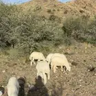 طليان ثلاجات حري على المرعى والبرسيم