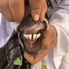 معزا (تم البيع )