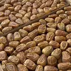تمر سكري مفتل حبه طيبه وخراف جديد