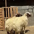 خرفان نعيمي جبره