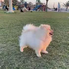 ذكر للبيع بومرينيان