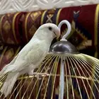 فرخ روز الليف