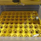 فقاسه توماتيك ممتازه