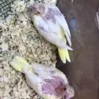 فروخ كروان لاتينو
