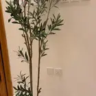 شجرة زيتون زرع