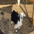 معزا حيل مقفلات