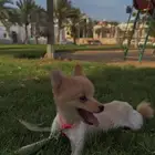 كلب بومرينيان