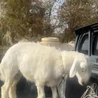 طلي حري