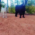 للبيع عنز عارضيه صنف تحتها تيس