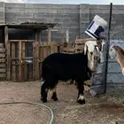 طلي نجدي