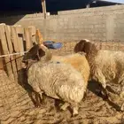 غنم نعيم دفيع