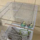 للبيعع طيور البادجي مع القفص مع أكلهم