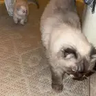 قطة