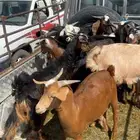 تيوس بلدي للبيع