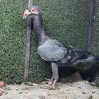 طيور شامية للبيع