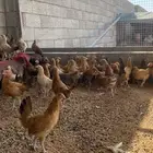 دجاج