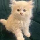 قط شيرازي