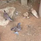 رقاصي وصنعاوي