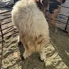 خروف جدع ناهي