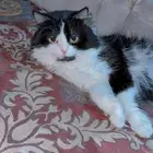 تبني مستعجل