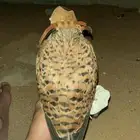 شبوط او حموق شكل زين.
