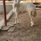 رخل صنف الصنف تم البيع