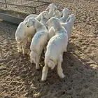 بهم الدوادمي