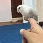 روز انثى منتجة