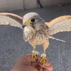 الي يخبر لي باز او باشق