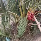 جثيث للبيع بديره   مقفزي   خلعه   حمراء حصان   حمراء عميق